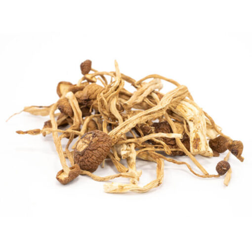 Buy Mexican Cubensis Mushrooms