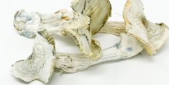 Albino A+ Mushrooms Online in Australia