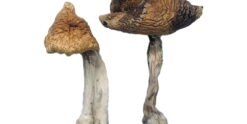 Buy Hawaiian Magic Mushrooms Online